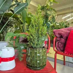 Świerk biały (Picea glauca 'Perfecta') 50cm