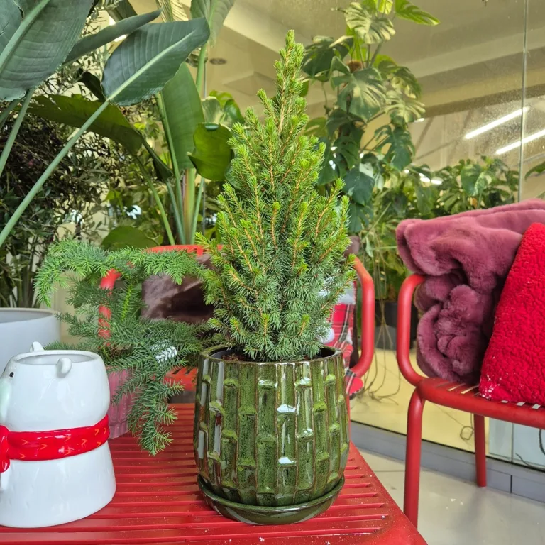 Świerk biały (Picea glauca 'Perfecta') 50cm