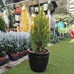 Świerk biały (Picea glauca 'Perfecta') 50cm