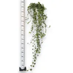 Bluszcz pospolity (Hedera helix 'Pittsburgh') 150cm