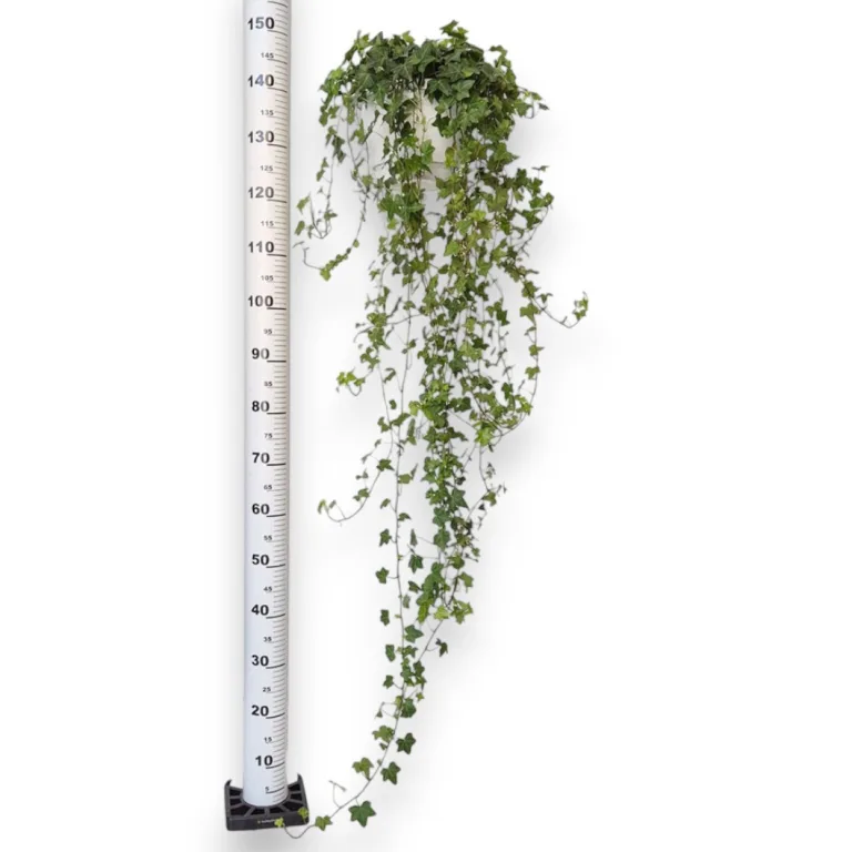 Bluszcz pospolity (Hedera helix 'Pittsburgh') 150cm