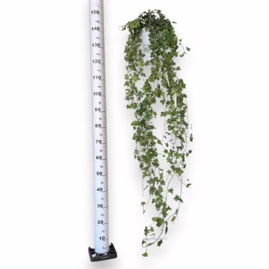 Bluszcz pospolity (Hedera helix 'Pittsburgh’) 150cm