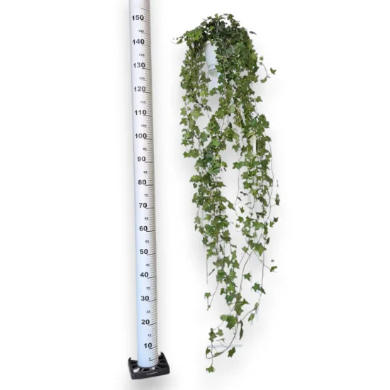 Bluszcz pospolity (Hedera helix 'Pittsburgh’) 150cm