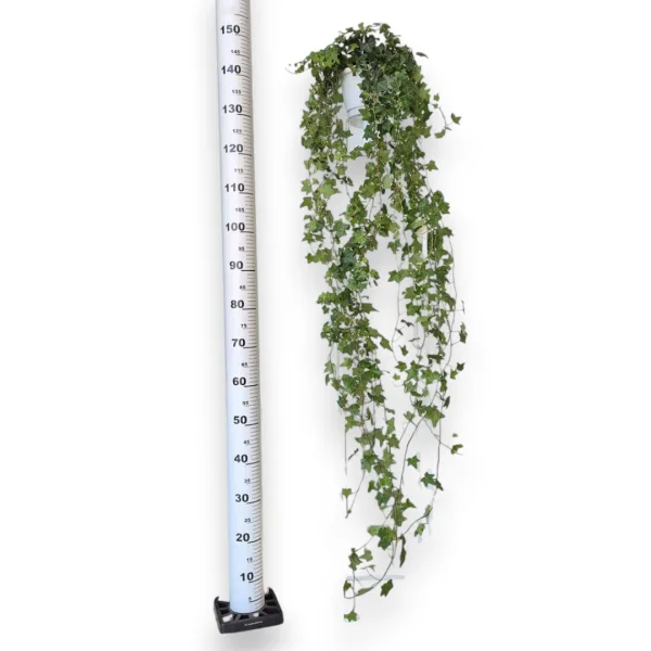 Bluszcz pospolity (Hedera helix 'Pittsburgh') 150cm