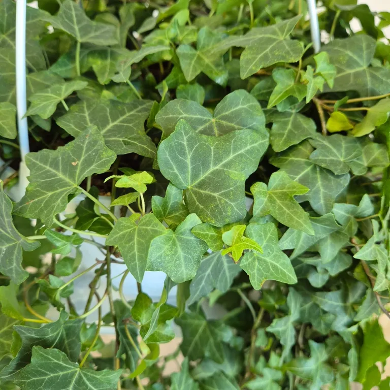 Bluszcz pospolity (Hedera helix 'Pittsburgh') 150cm