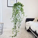 Bluszcz pospolity (Hedera helix 'Pittsburgh') 150cm