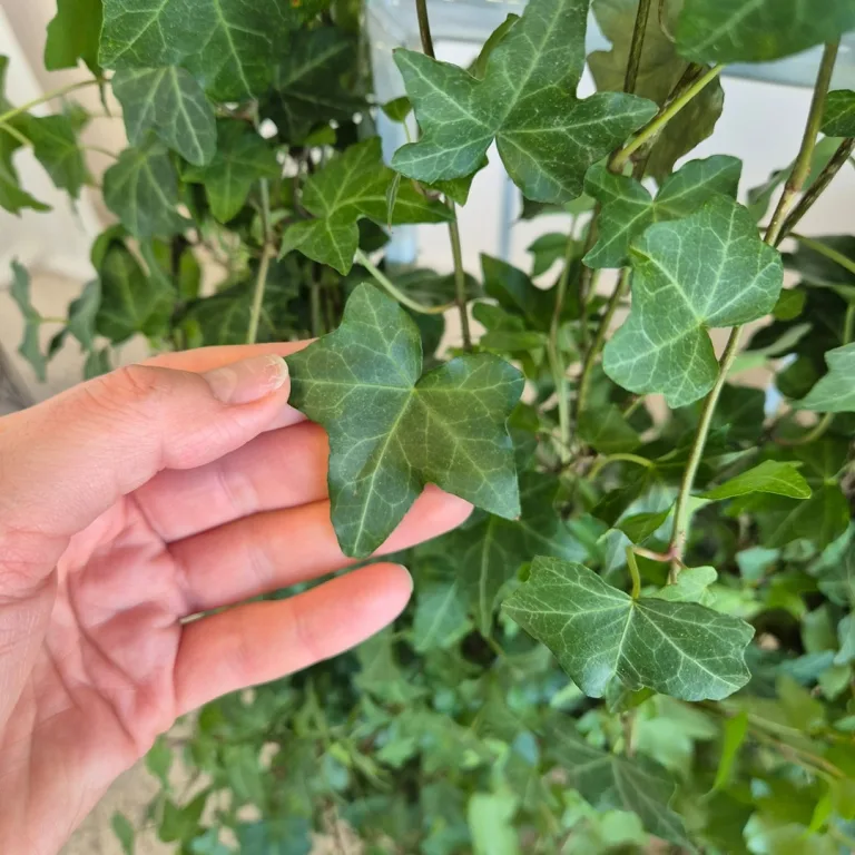 Bluszcz pospolity (Hedera helix 'Pittsburgh') 150cm