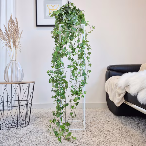 Bluszcz pospolity (Hedera helix 'Pittsburgh') 145cm