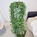 Bluszcz pospolity (Hedera helix 'Pittsburgh') 150cm