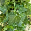 Bluszcz pospolity (Hedera helix 'Pittsburgh’) 150cm