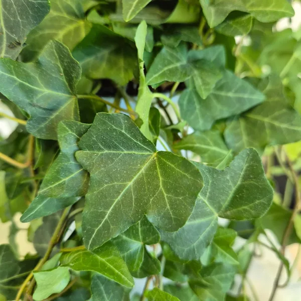 Bluszcz pospolity (Hedera helix 'Pittsburgh') 150cm