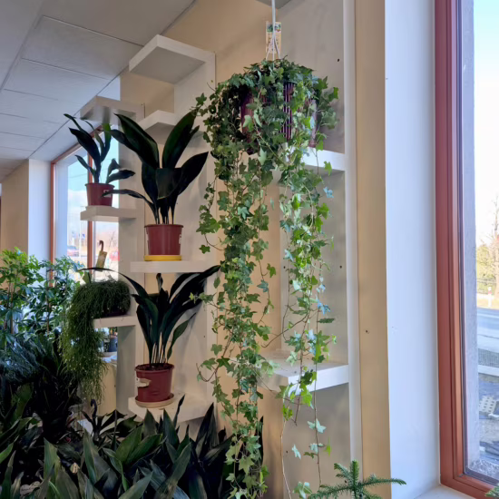 Bluszcz pospolity (Hedera helix 'Pittsburgh’) 150cm