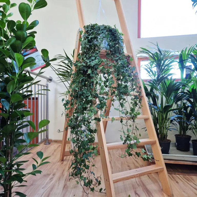 Bluszcz pospolity (Hedera helix 'Pittsburgh') 150cm