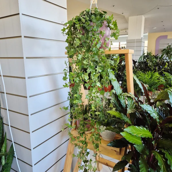 Bluszcz pospolity (Hedera helix 'Pittsburgh') 150cm