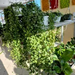 Bluszcz pospolity (Hedera helix 'Pittsburgh') 150cm