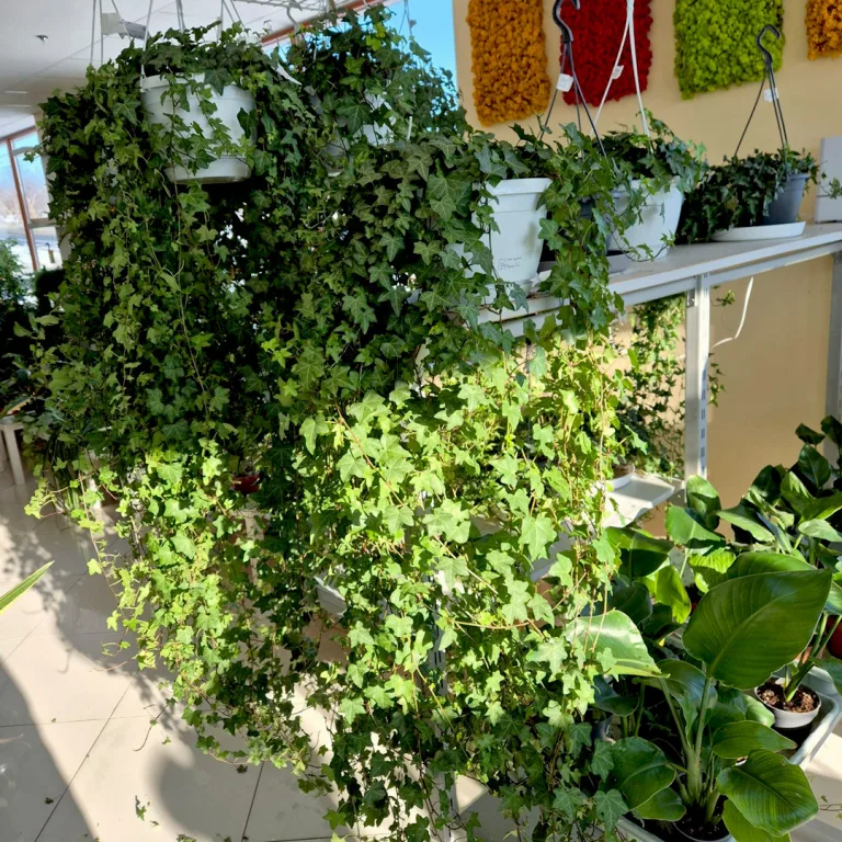 Bluszcz pospolity (Hedera helix 'Pittsburgh') 150cm