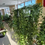 Bluszcz pospolity (Hedera helix 'Pittsburgh') 150cm