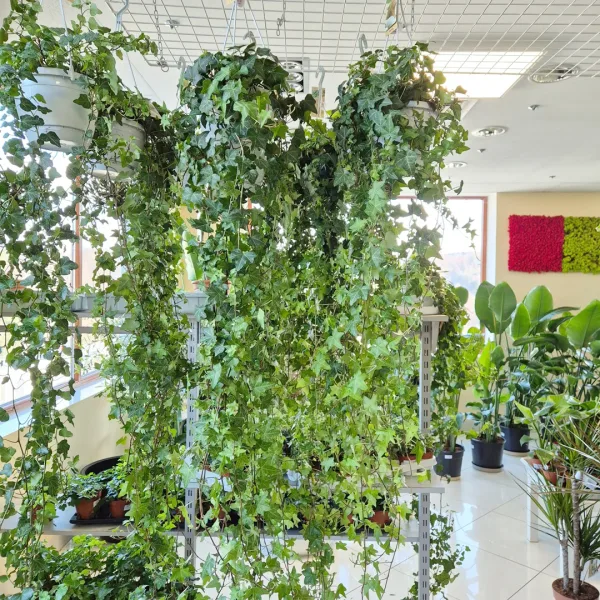 Bluszcz pospolity (Hedera helix 'Pittsburgh') 150cm