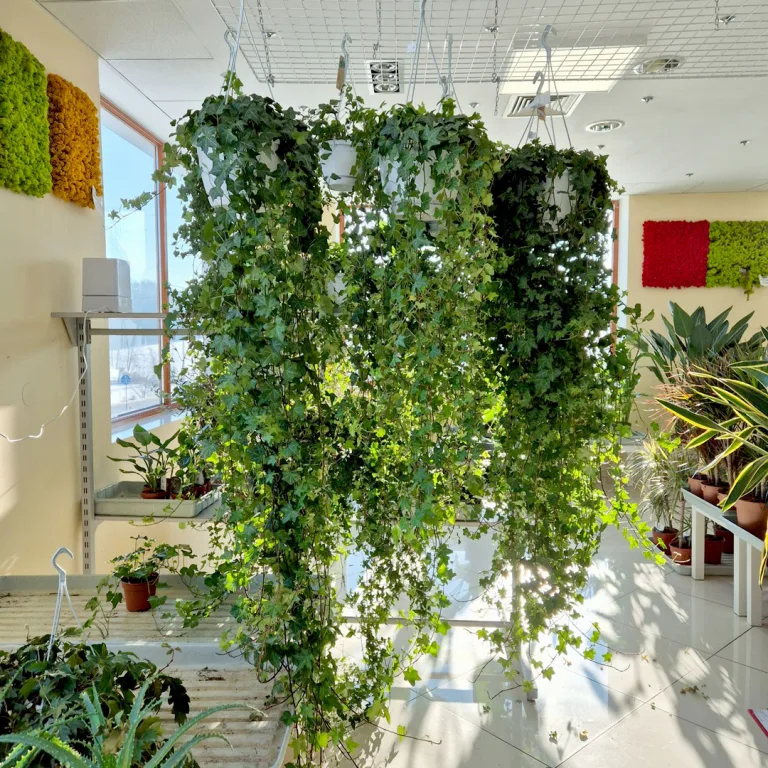 Bluszcz pospolity (Hedera helix 'Pittsburgh') 150cm