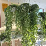 Bluszcz pospolity (Hedera helix 'Pittsburgh') 150cm