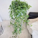 Bluszcz pospolity (Hedera helix 'Pittsburgh') 150cm