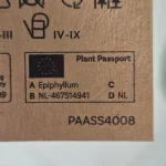 Epiphyllum wiszące (Epiphyllum Pumilum 'Milu') 60cm