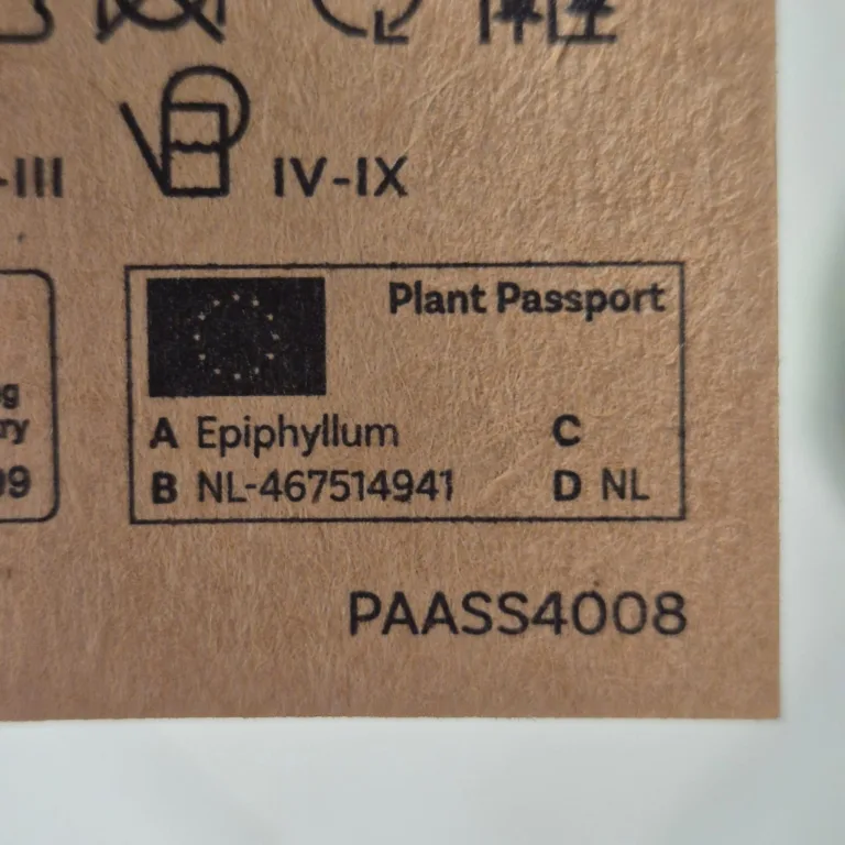 Epiphyllum wiszące (Epiphyllum Pumilum 'Milu') 60cm