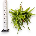 Epiphyllum wiszące (Epiphyllum Pumilum 'Milu') 60cm