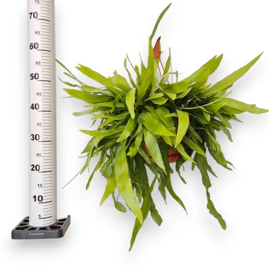 Epiphyllum wiszące (Epiphyllum Pumilum 'Milu') 60cm