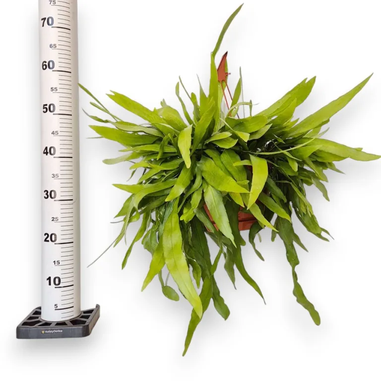 Epiphyllum wiszące (Epiphyllum Pumilum 'Milu') 60cm