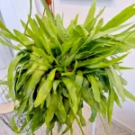 Epiphyllum wiszące (Epiphyllum Pumilum 'Milu') 60cm