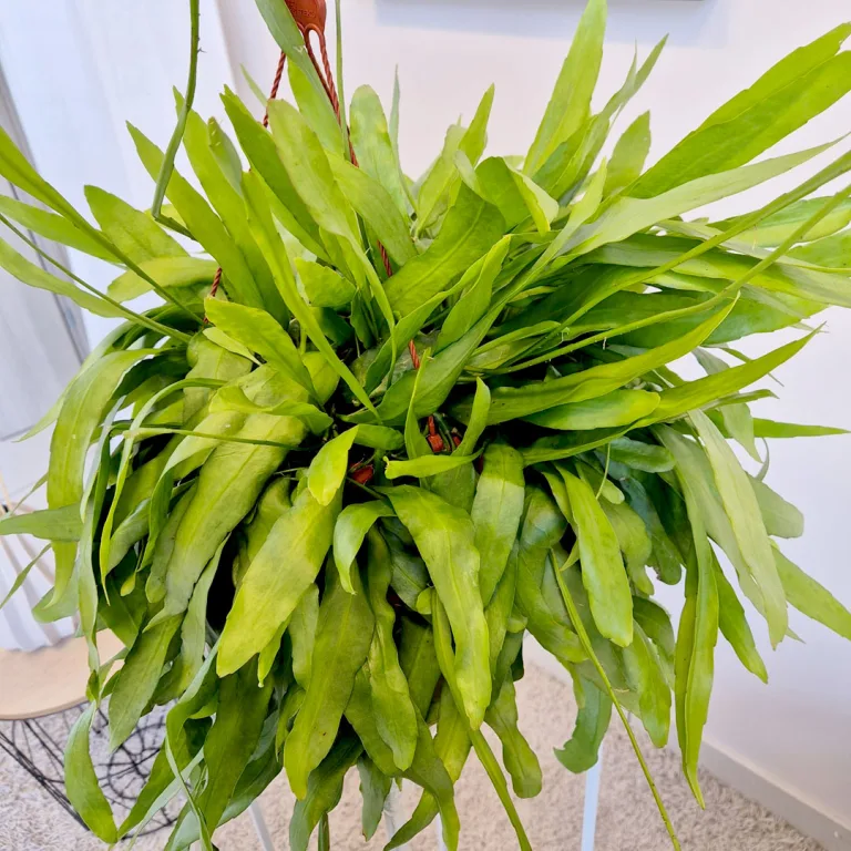 Epiphyllum wiszące (Epiphyllum Pumilum 'Milu') 60cm