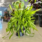 Epiphyllum wiszące (Epiphyllum Pumilum 'Milu') 60cm