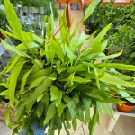 Epiphyllum wiszące (Epiphyllum Pumilum 'Milu') 60cm