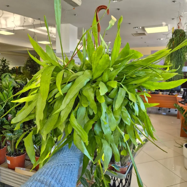 Epiphyllum wiszące (Epiphyllum Pumilum 'Milu') 60cm