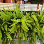 Epiphyllum wiszące (Epiphyllum Pumilum 'Milu') 60cm