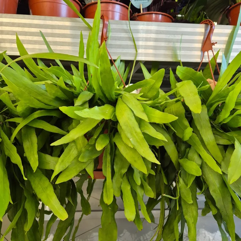 Epiphyllum wiszące (Epiphyllum Pumilum 'Milu') 60cm