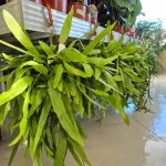 Epiphyllum wiszące (Epiphyllum Pumilum 'Milu') 60cm