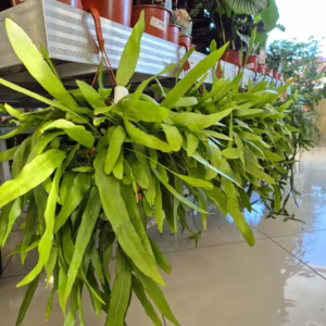 Epiphyllum wiszące (Epiphyllum Pumilum 'Milu') 60cm