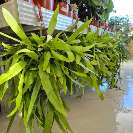 Epiphyllum wiszące (Epiphyllum Pumilum 'Milu') 60cm