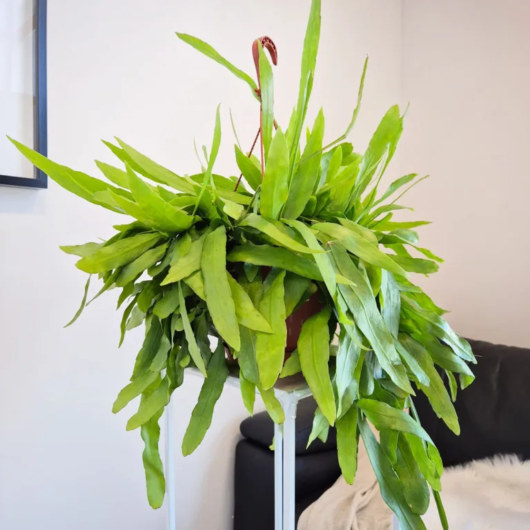 Epiphyllum wiszące (Epiphyllum Pumilum 'Milu') 60cm