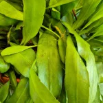 Epiphyllum wiszące (Epiphyllum Pumilum 'Milu') 60cm