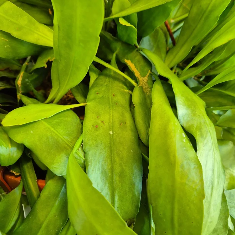 Epiphyllum wiszące (Epiphyllum Pumilum 'Milu') 60cm