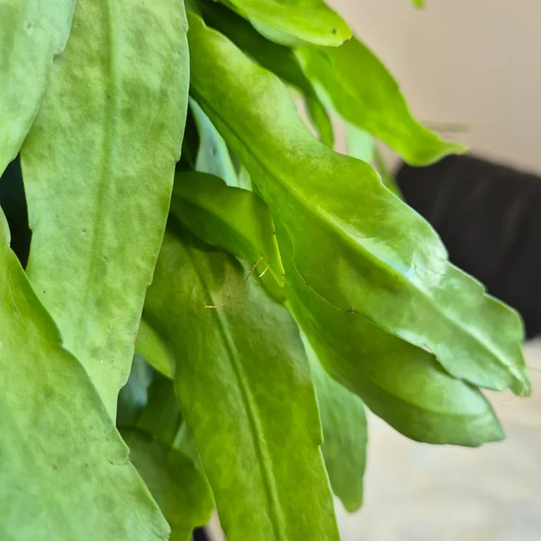 Epiphyllum wiszące (Epiphyllum Pumilum 'Milu') 60cm