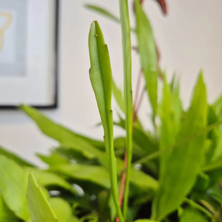 Epiphyllum wiszące (Epiphyllum Pumilum 'Milu') 60cm