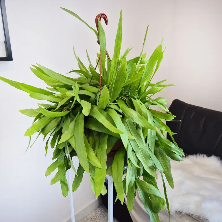 Epiphyllum wiszące (Epiphyllum Pumilum 'Milu') 60cm