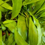 Epiphyllum wiszące (Epiphyllum Pumilum 'Milu') 60cm