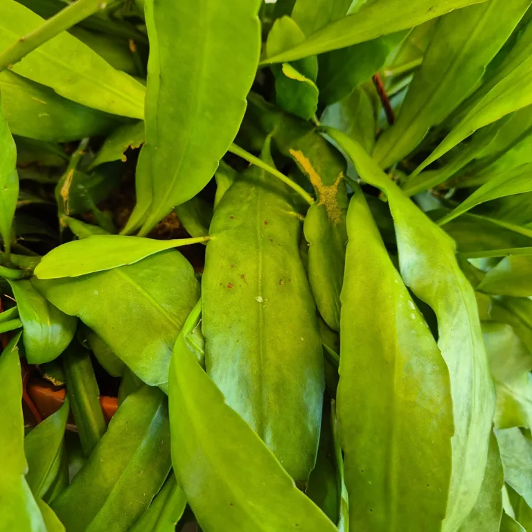 Epiphyllum wiszące (Epiphyllum Pumilum 'Milu') 60cm