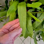 Epiphyllum wiszące (Epiphyllum Pumilum 'Milu') 60cm