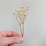 Gipsówka stabilizowana wiecznie żywa mini box 80g biała